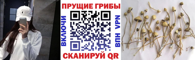 Галлюциногенные грибы GOLDEN TEACHER  Коркино 